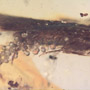 Rare Caddisfly With Bunch Of Eggs In Dominican Amber