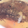 Rare Caddisfly With Bunch Of Eggs In Dominican Amber