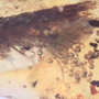 Rare Caddisfly With Bunch Of Eggs In Dominican Amber