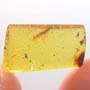 Rare Caterpillar In Dominican Amber