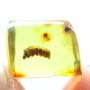 Rare Caterpillar In Dominican Amber
