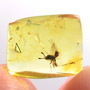Rare Two Eggs And Scelionid Wasp In Dominican Amber.