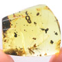 Rare Coprolite
