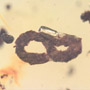 Rare Coprolite In Dominican Amber.