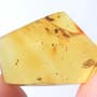 Rare Decomposed Gall Midge With Seven Eggs In Dominican Amber.