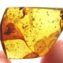 Rare Earwig And Gall Midge With Egg In Dominican Amber.