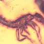 Rare Earwig And Gall Midge With Egg In Dominican Amber.