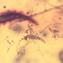 Rare Earwig And Gall Midge With Egg In Dominican Amber.