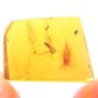 Rare Fungus Gnat With Beetle And Gall Midge Clinging On It And Barklouse In Dominican Amber.