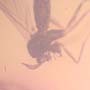 Rare Fungus Gnat With Beetle And Gall Midge Clinging On It And Barklouse In Dominican Amber.