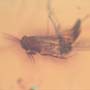 Rare Fungus Gnat With Beetle And Gall Midge Clinging On It And Barklouse In Dominican Amber.