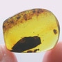Rare Gall Midge And Wasp Clinging On A Leaf, Gall Midge And Male Ant In Dominican Amber.