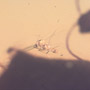 Rare Gall Midge And Wasp Clinging On A Leaf, Gall Midge And Male Ant In Dominican Amber.