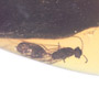 Rare Gall Midge And Wasp Clinging On A Leaf, Gall Midge And Male Ant In Dominican Amber.