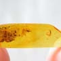Rare Gall Midge And Wasp Figthing In Dominican Amber.