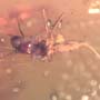 Rare Gall Midge And Wasp Figthing In Dominican Amber.