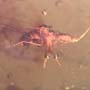 Rare Gall Midge And Wasp Figthing In Dominican Amber.