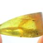 Rare Gall Midge With One Egg In Dominican Amber.