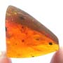 Rare Gall Midge With Ten Eggs And Two Horseshoe Crab Beetle In Dominican Amber.