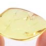 Rare Gall Midge With Ten Eggs In Dominican Amber.