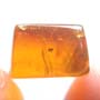Rare Gall Midge With Six Eggs In Dominican Amber.