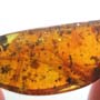 Rare Gall Midge With Two Eggs In Dominican Amber.