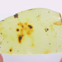 Rare Gall Midge With Three Eggs, True Midge And Mite In Dominican Amber.