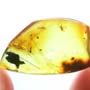 Rare Gall Midge With Three Eggs In Dominican Amber
