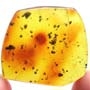 Rare Gall Midge With Four Eggs In Dominican Amber