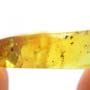 Rare Gall Midge With Seven Eggs In Dominican Amber