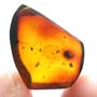 Rare Gall Midge With Eight Eggs In Dominican Amber