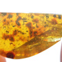 Rare Gall Midge With Bunch Of Eggs In Dominican Amber