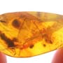 Rare Gall Midge With Egg In Dominican Amber