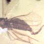 Rare Gall Midge With Genital Coming Out In Dominican Amber.