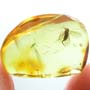 Rare Gall Midge With Genital Coming Out In Dominican Amber