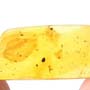 Rare Inchneumon Wasp With Fairy Fky On Its Antenna In Dominican Amber.