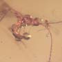Rare Inchneumon Wasp With Fairy Fky On Its Antenna In Dominican Amber.