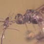 Rare Inchneumon Wasp With Fairy Fky On Its Antenna In Dominican Amber.