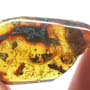 Rare Isopod, Unknown Bug And Beetle In Dominican Amber