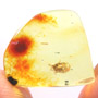Rare Isopod And Larva In Dominican Amber