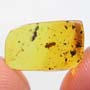 Rare Isopod In Dominican Amber