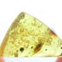 Rare Isopod In Dominican Amber