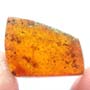 Rare Isopod In Dominican Amber