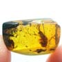 Rare Isopod In Dominican Amber