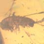 Rare Isopod In Dominican Amber