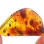 Rare Isopod In Dominican Amber