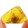Rare Isopod In Dominican Amber