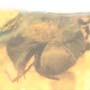 Rare Isopod In Dominican Amber