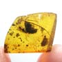 Rare Isopod In Dominican Amber