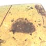 Rare Isopod In Dominican Amber